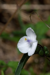 ムラサキツユクサ 白花