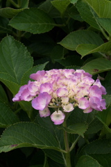 紫陽花ｰ1