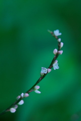 ヤナギタデ