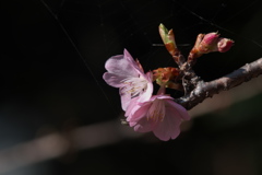 河津桜