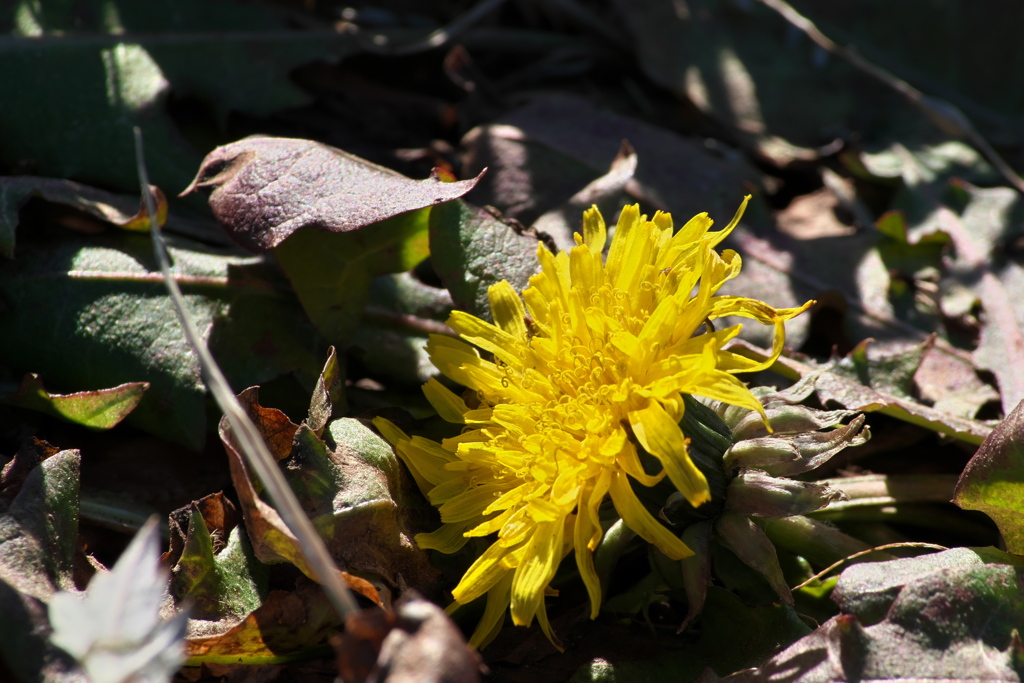 セイヨウタンポポ