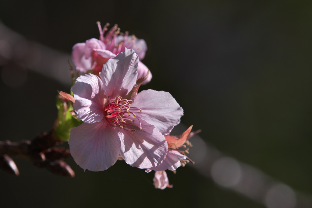 十月桜