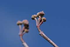 春を待つハナミズキの冬芽