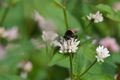 ミゾソバにハナアブ