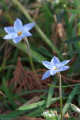 ハナニラ