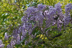 フジ