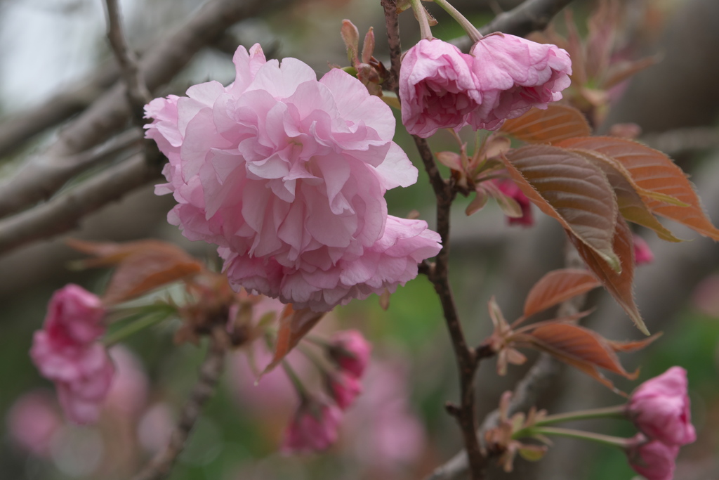 八重桜 カンザン？