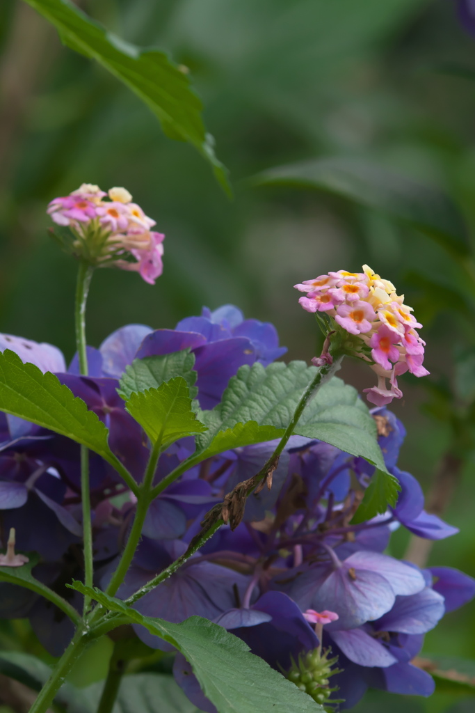 ランタナ&紫陽花