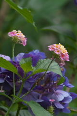 ランタナ&紫陽花