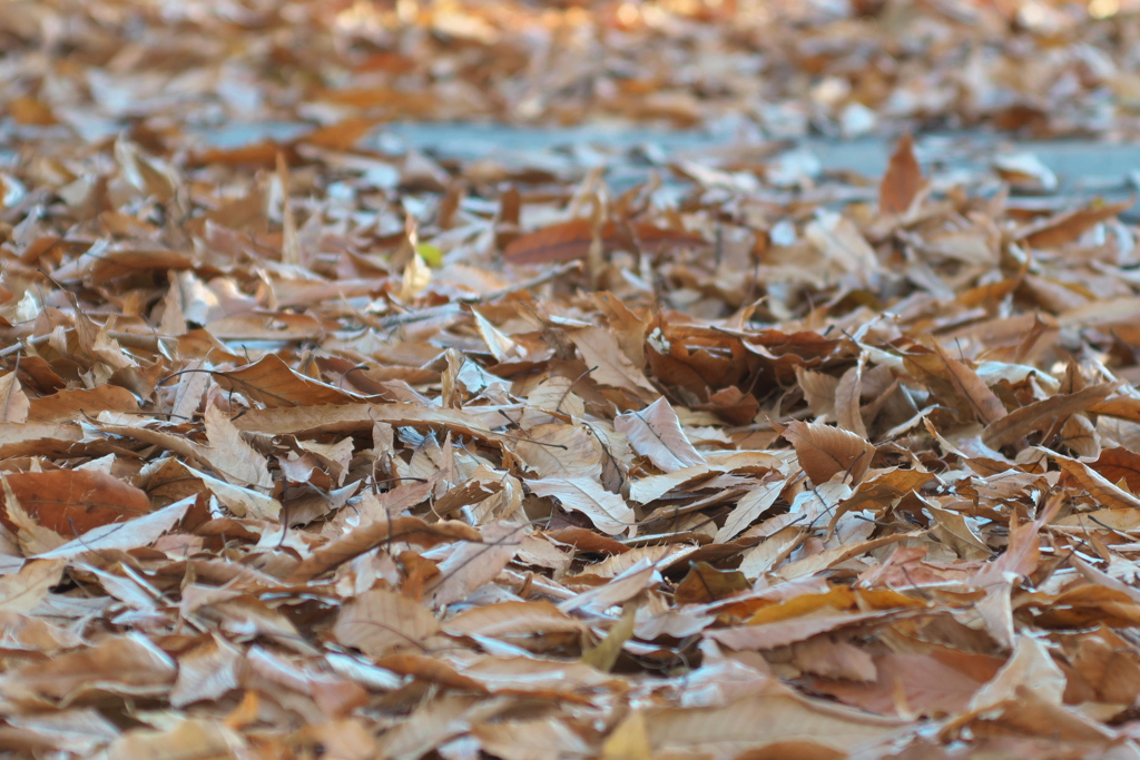 落ち葉の絨毯