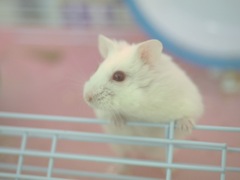 ハムさん　ご飯待ち
