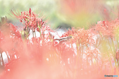 曼殊沙華の森