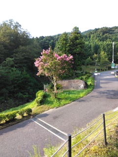 山中の百日紅