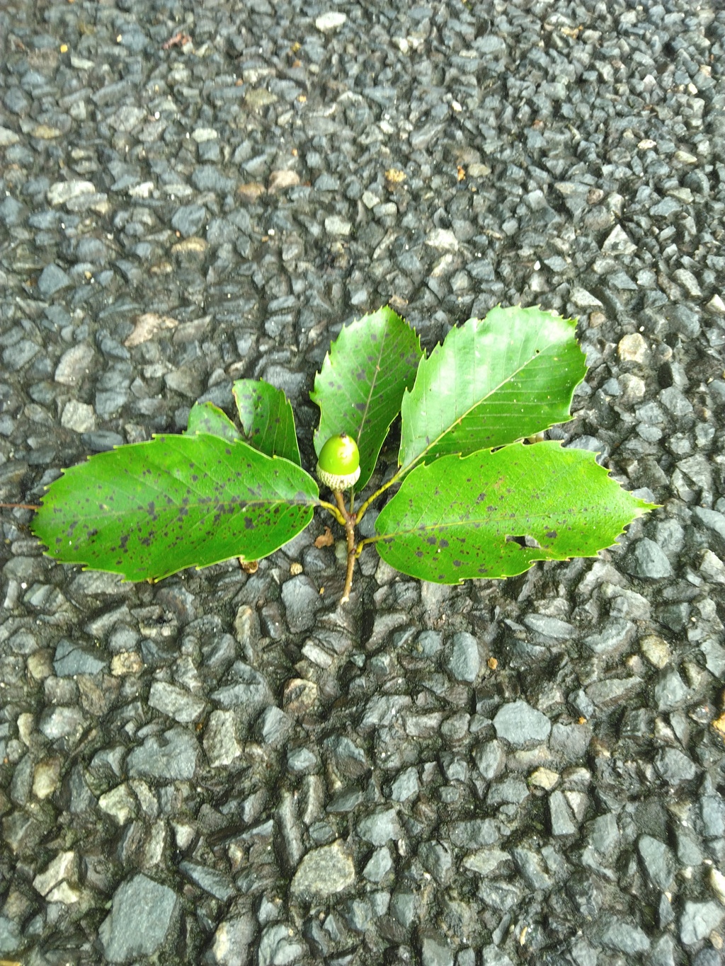 ドングリ