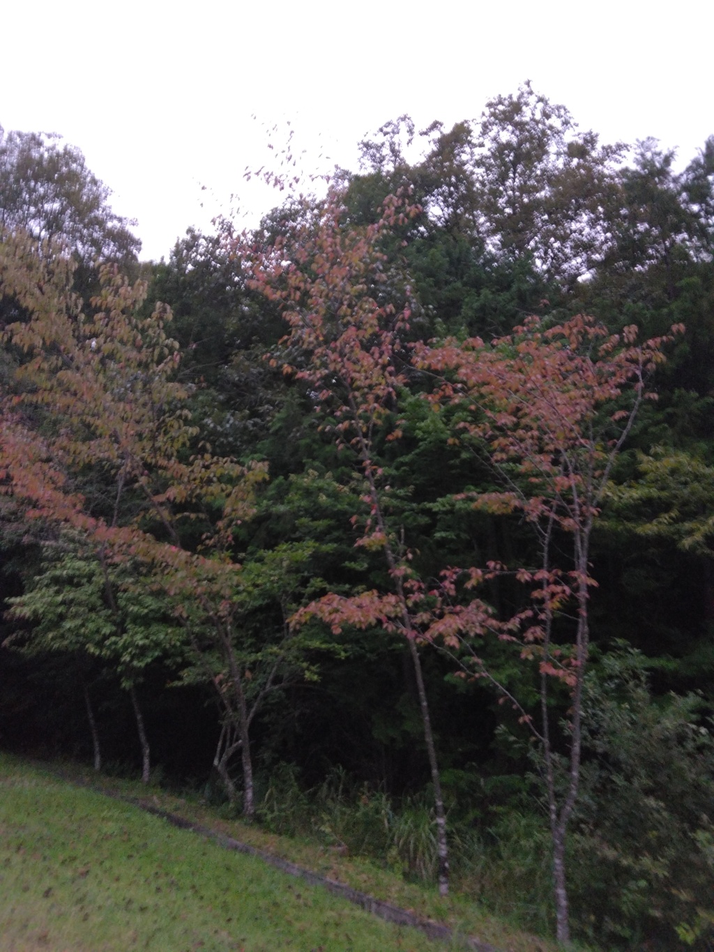 桜の木