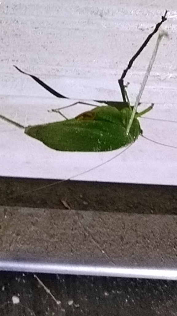 秋の虫　１