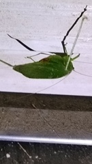 秋の虫　１