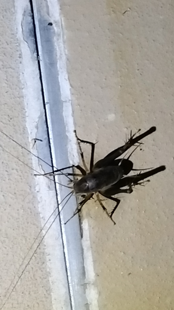 秋の虫　２