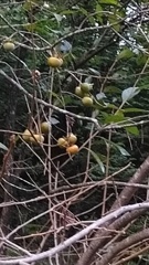 実りの秋