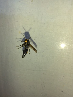 ガラスに貼り付いた蜂