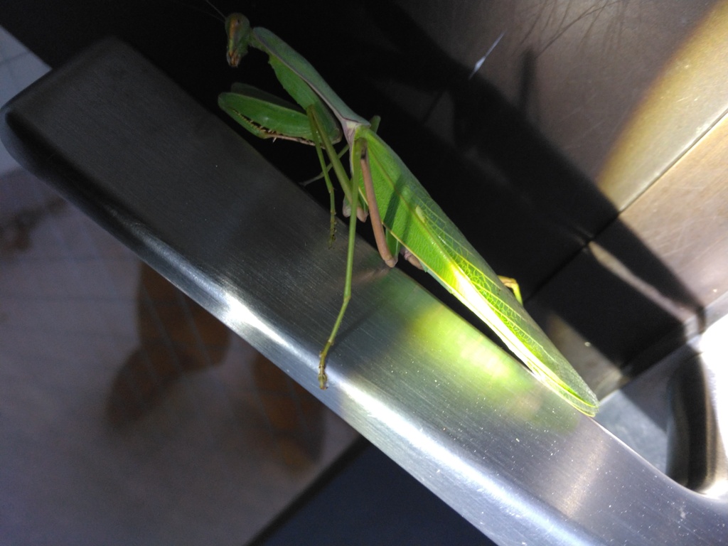 カマキリの秋