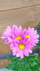 菊のはな