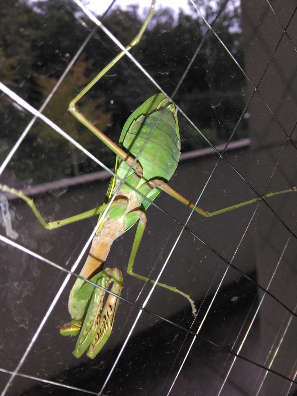 ガラスに貼りついたカマキリ