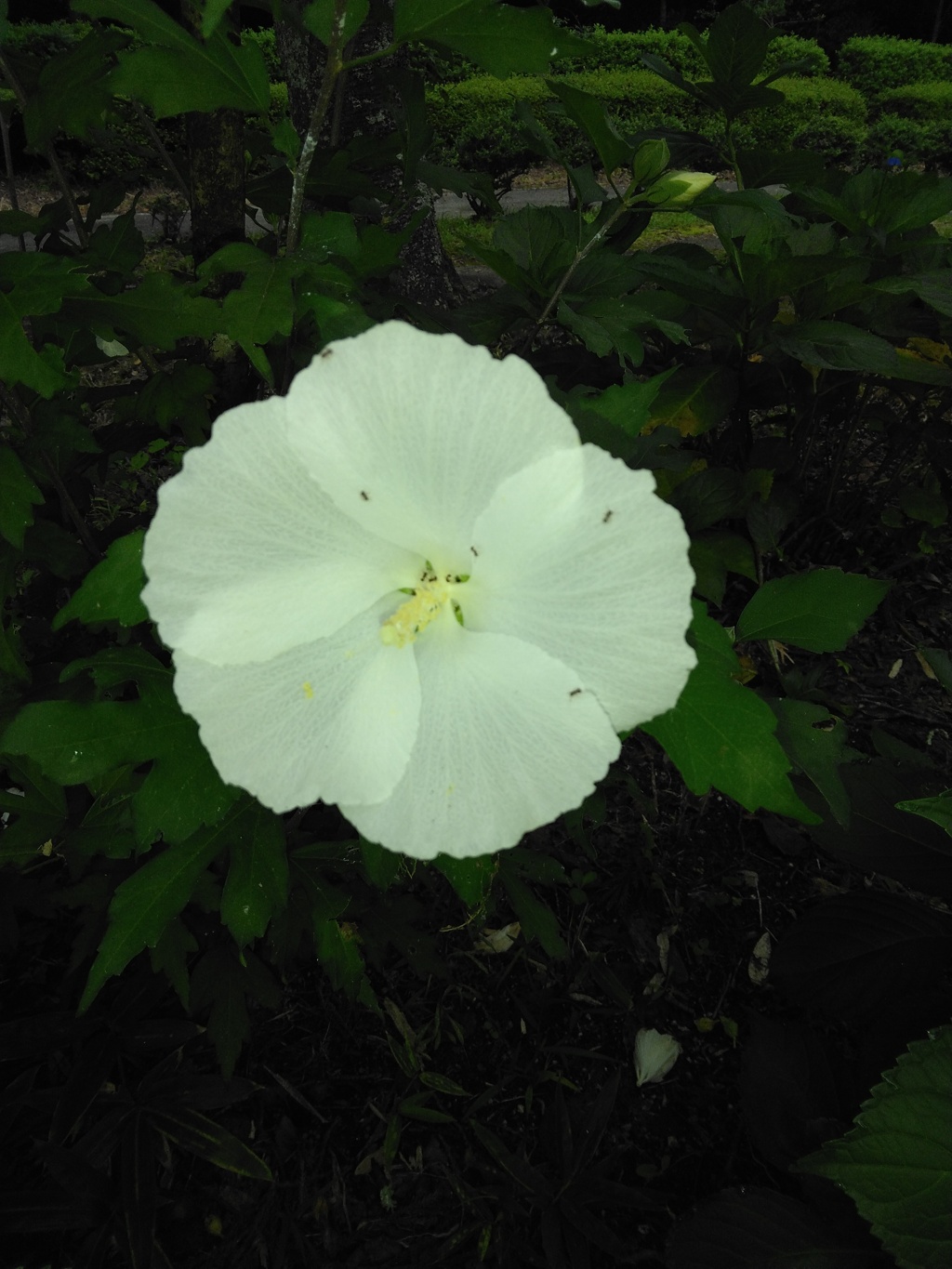 白いムクゲの花