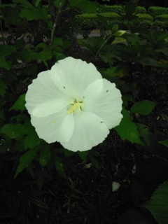 白いムクゲの花