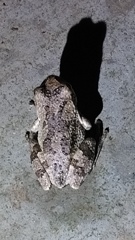 カエル