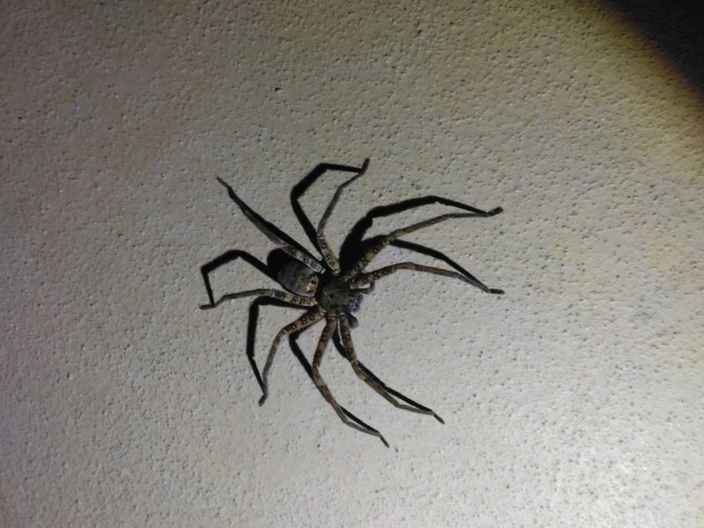 クモ
