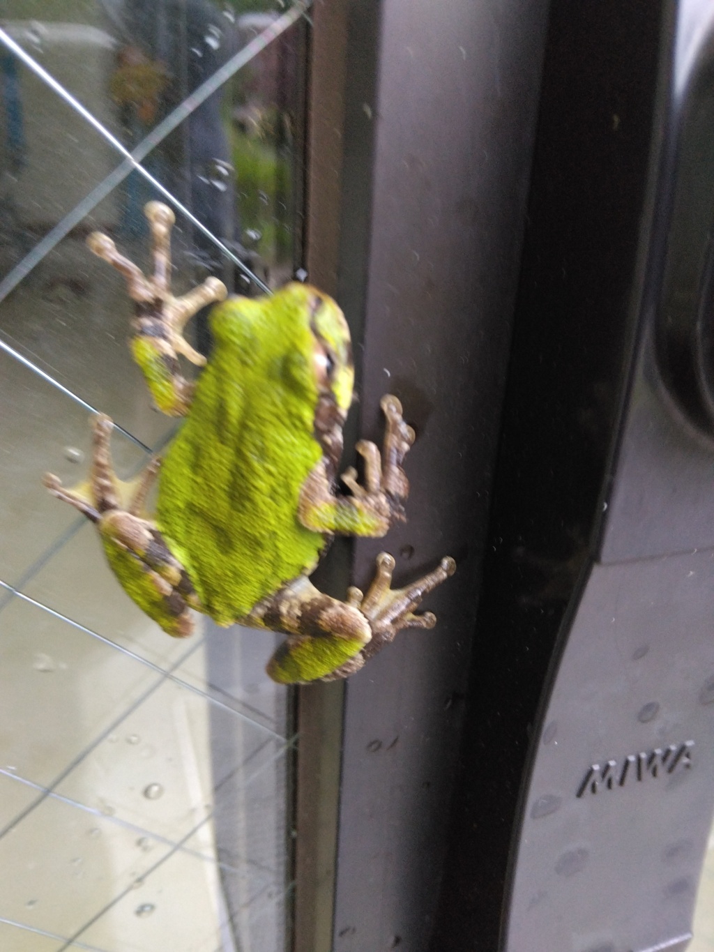 ガラス戸に貼り付いたカエル