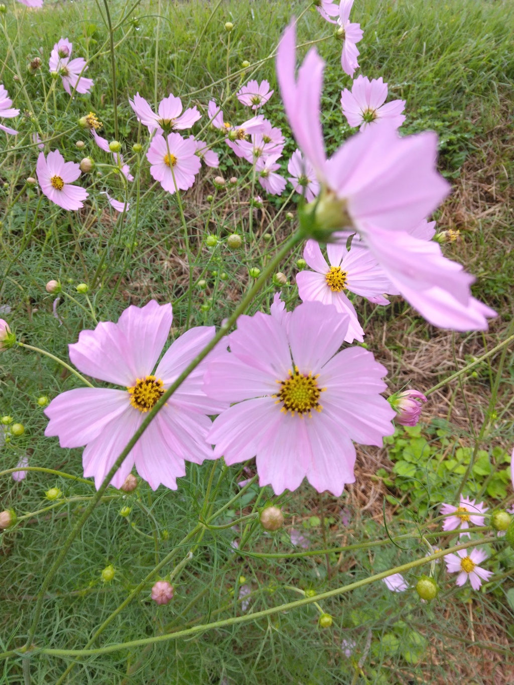 淡紅の秋桜