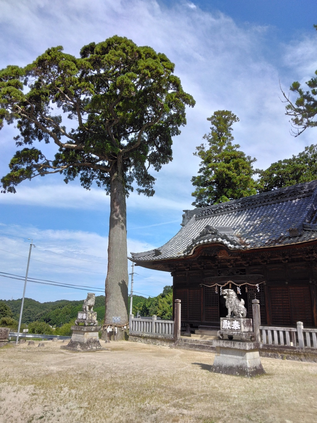 六所神社　大杉