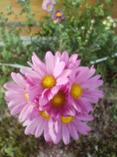 さつま菊２