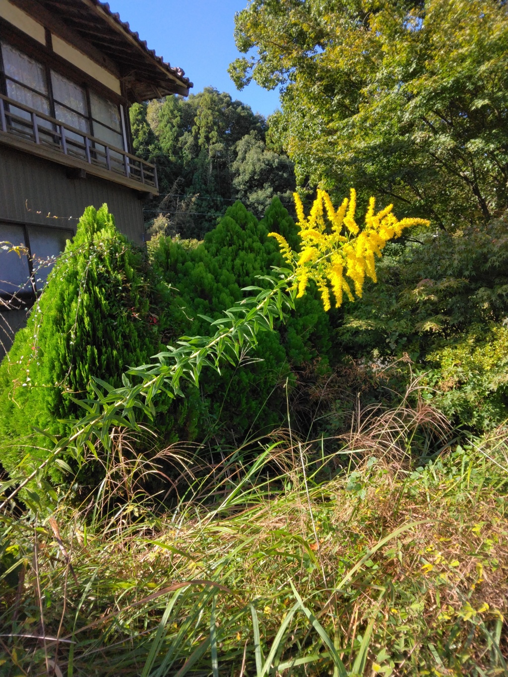 せいだかあわ立ち草