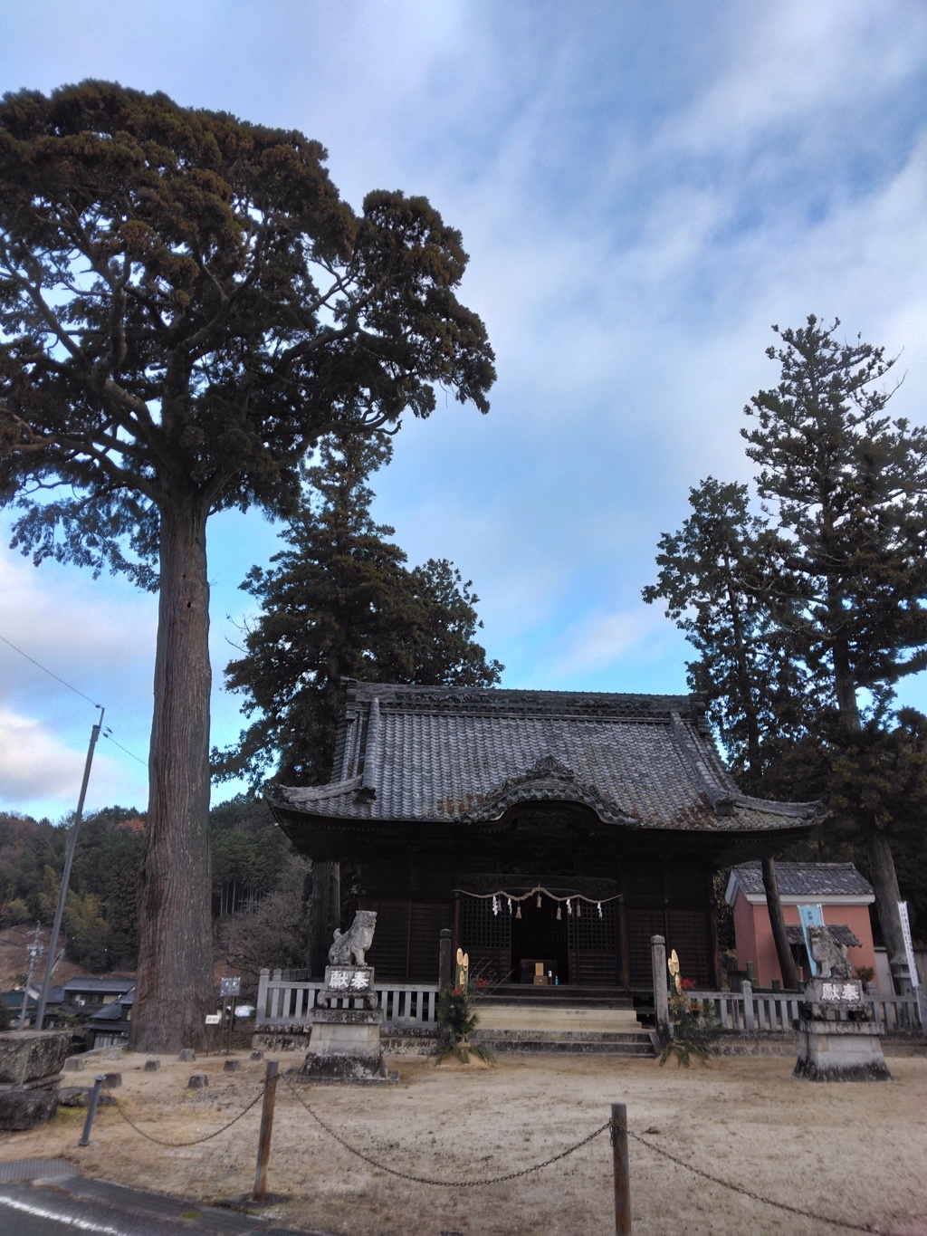 六所神社の大杉
