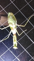 秋色