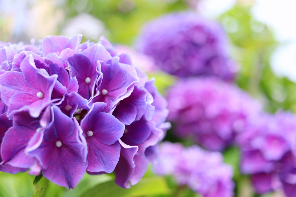 おじいちゃん家に咲いてあった紫陽花