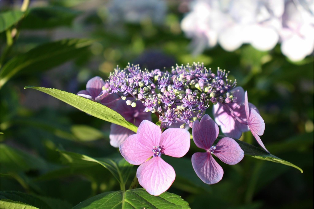 お花