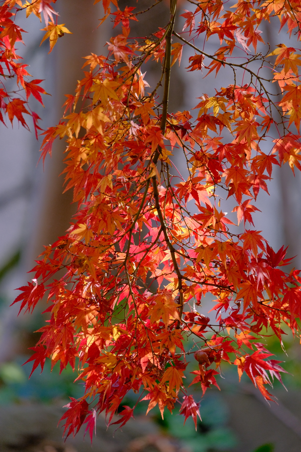 紅葉