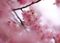 桜咲く
