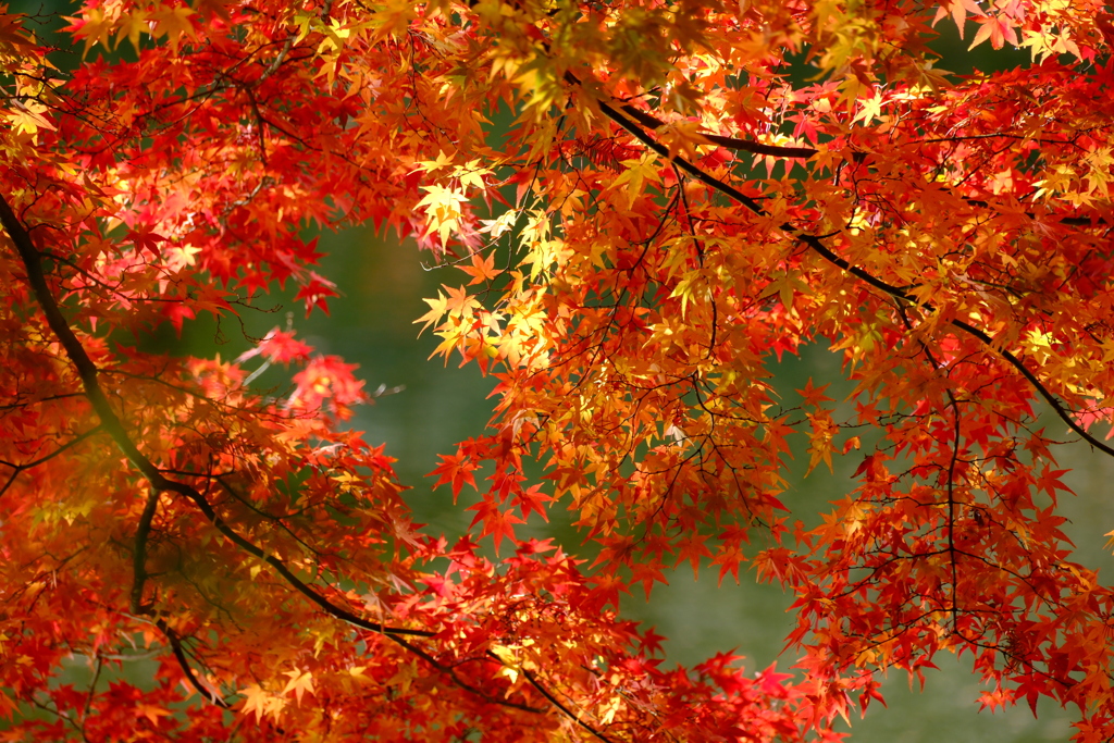 紅葉