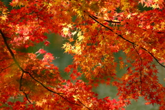 紅葉