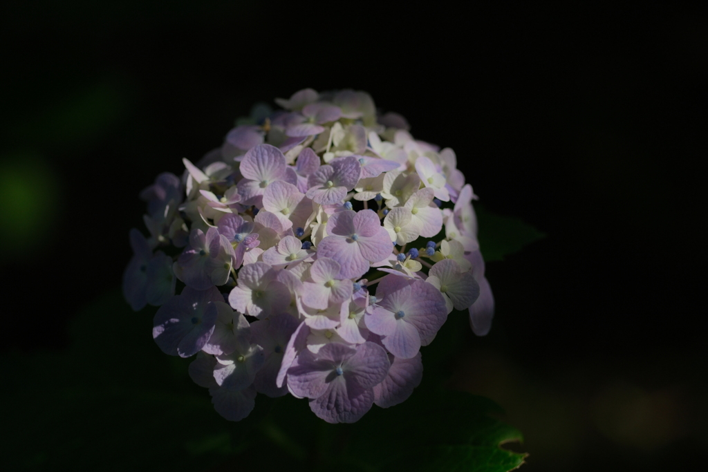 紫陽花