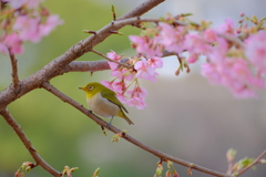 さくじろー