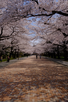 桜の通り道　縦