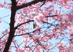 さくじろー