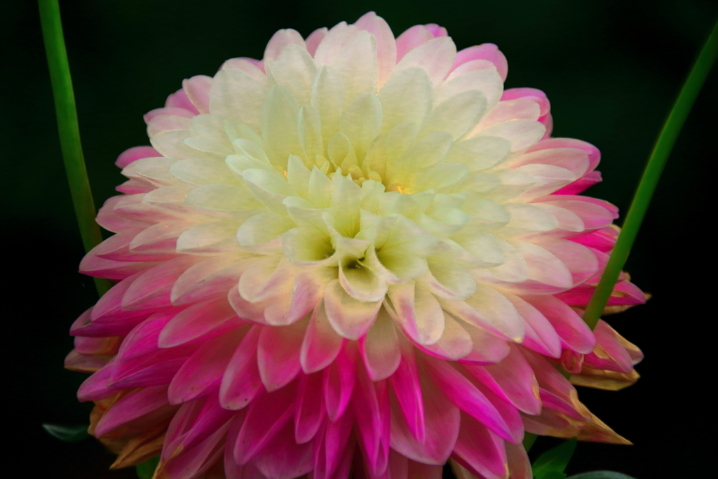 dahlia