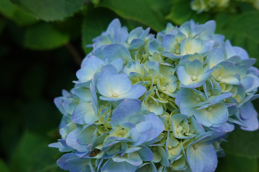 晴れの日の紫陽花